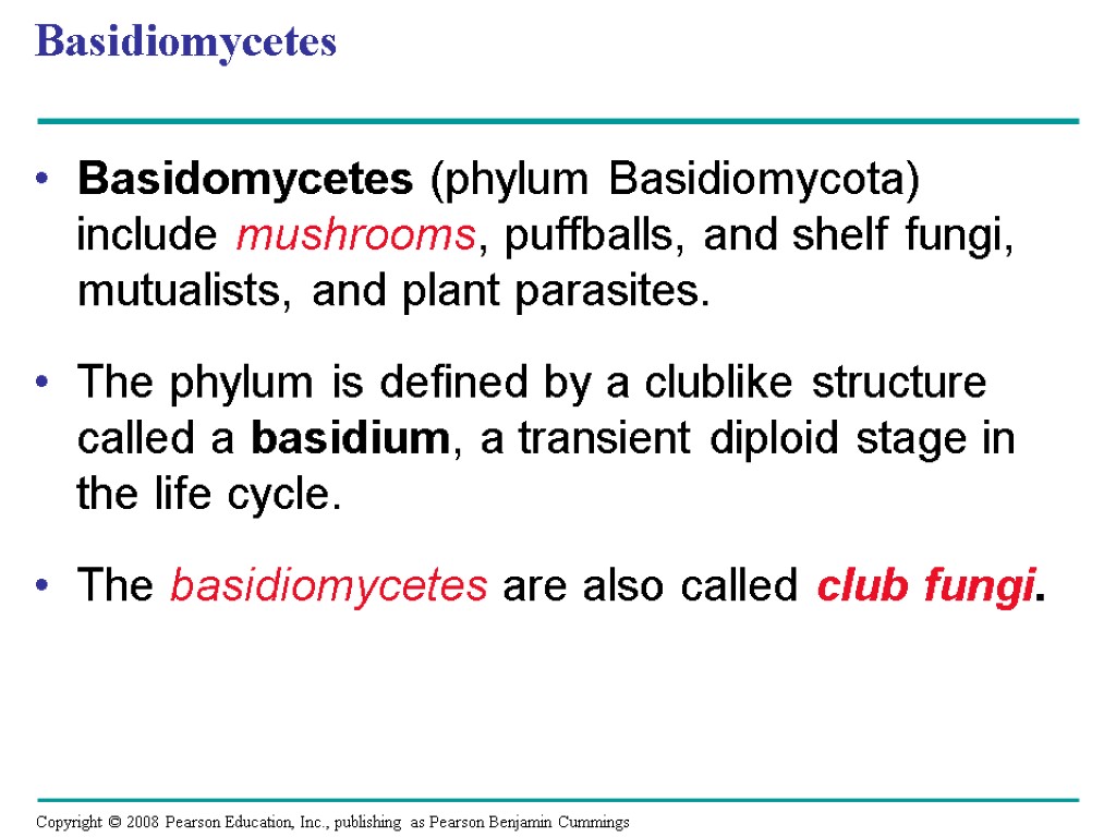 Basidiomycetes Basidomycetes (phylum Basidiomycota) include mushrooms, puffballs, and shelf fungi, mutualists, and plant parasites.